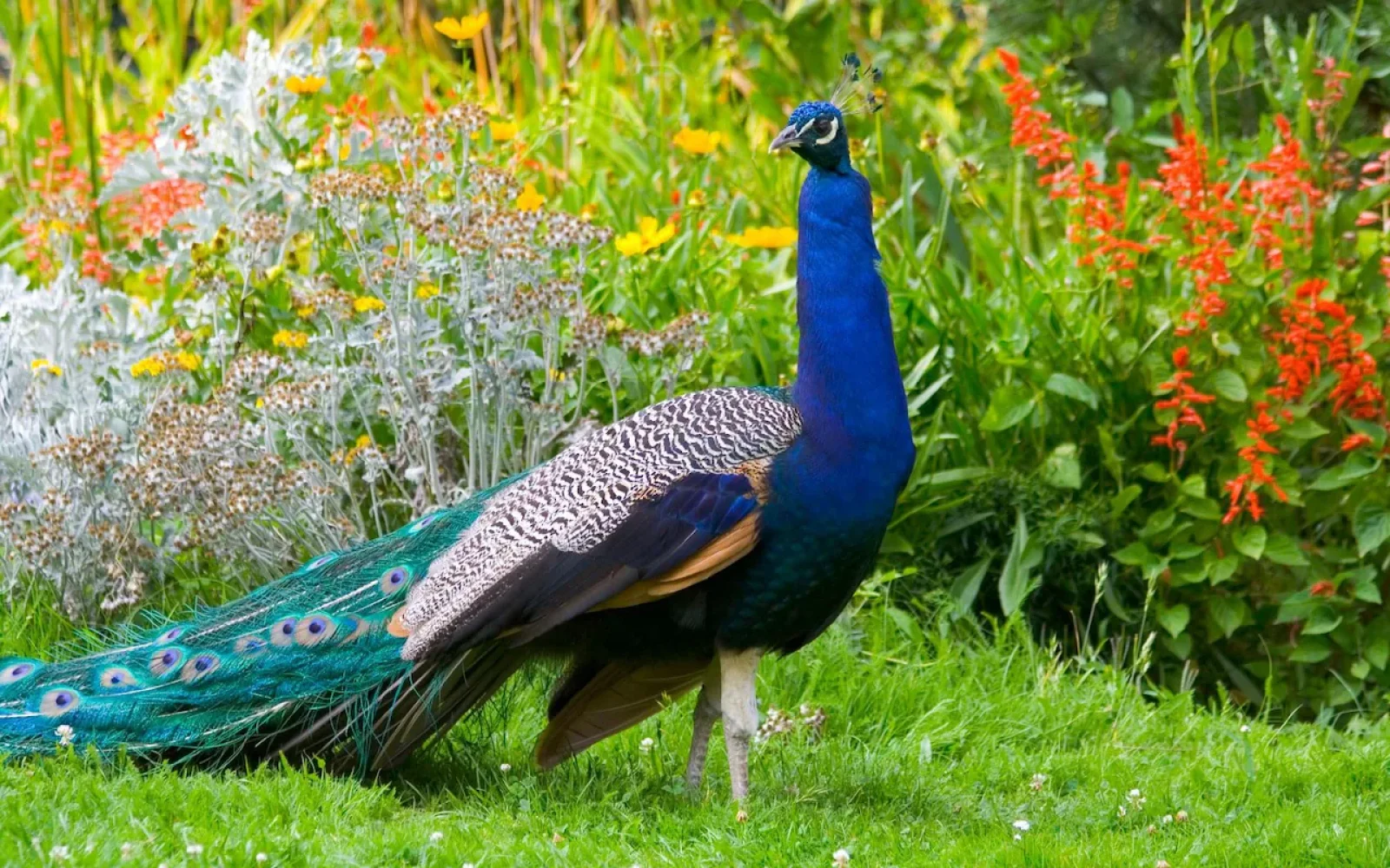 The new additions will join the 40 peacocks already housed on the McAlpine estate, along with a menagerie of other rescued wildlife kept by Lady McAlpine including lemurs, capybaras, wallabies and llamas. The Telegraph